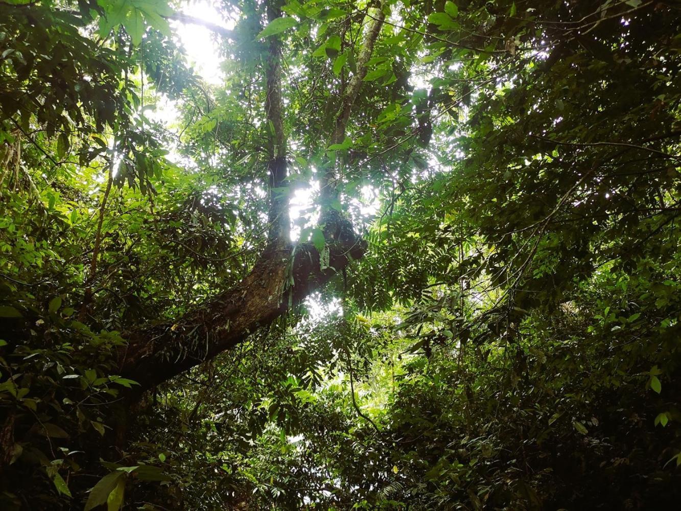 Thejungleguide - Lodges & Treks Bukit Lawang Zewnętrze zdjęcie