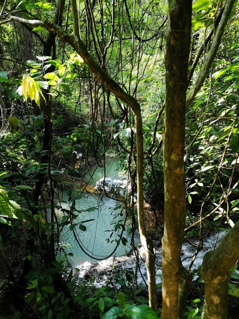 Thejungleguide - Lodges & Treks Bukit Lawang Zewnętrze zdjęcie