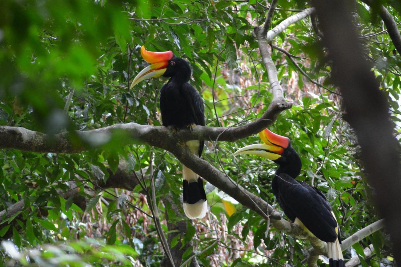 Thejungleguide - Lodges & Treks Bukit Lawang Zewnętrze zdjęcie