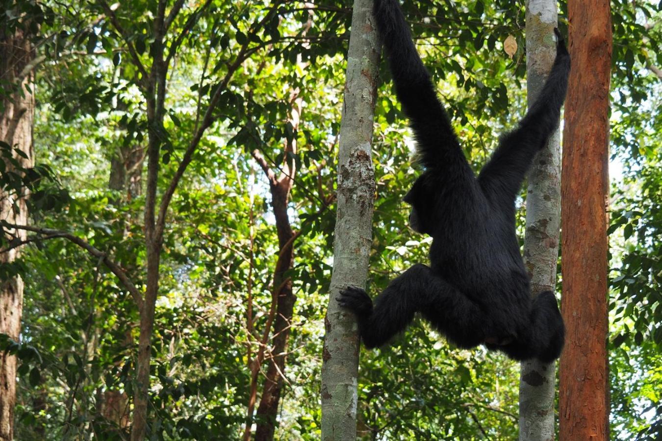 Thejungleguide - Lodges & Treks Bukit Lawang Zewnętrze zdjęcie