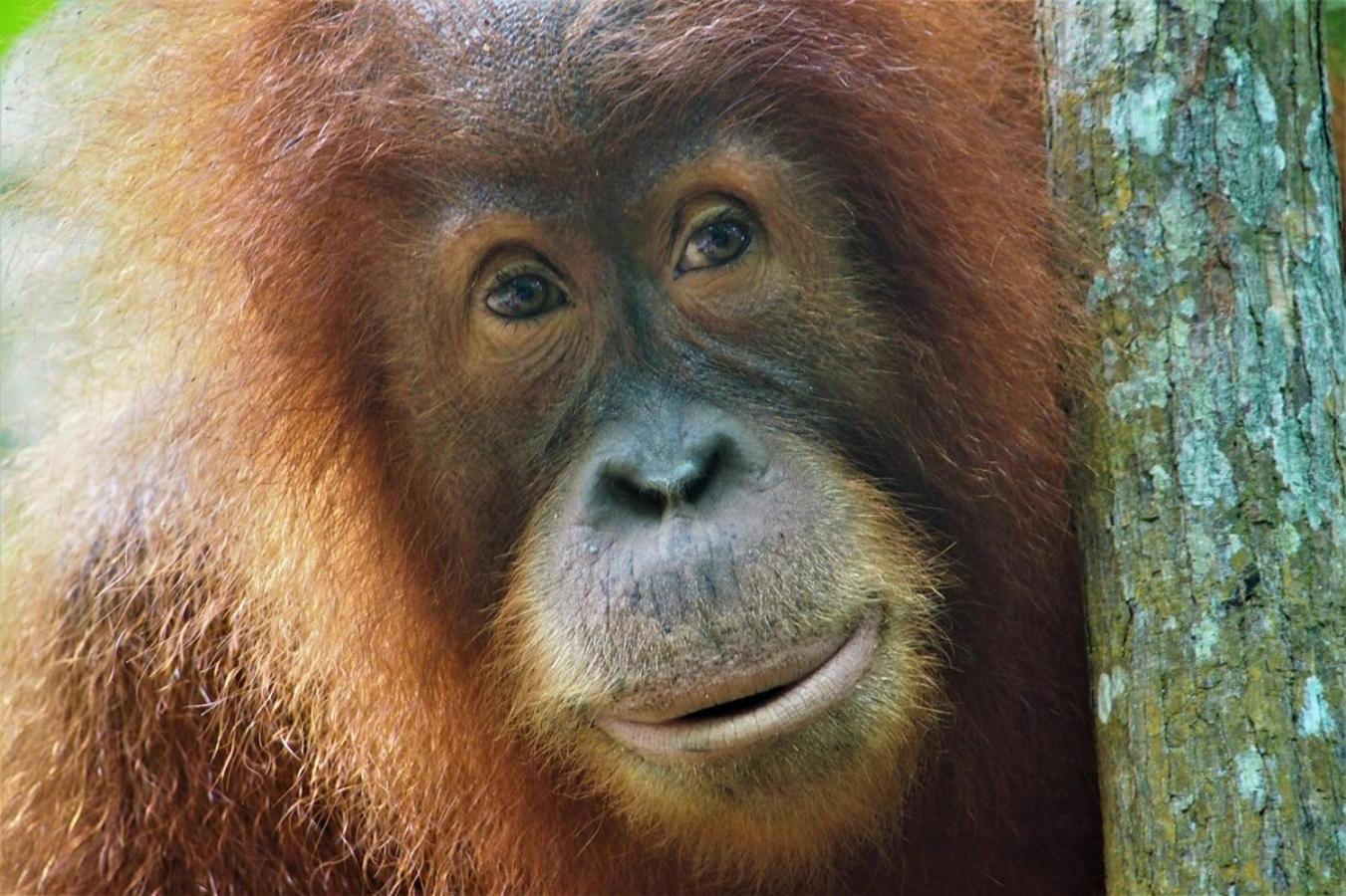 Thejungleguide - Lodges & Treks Bukit Lawang Zewnętrze zdjęcie