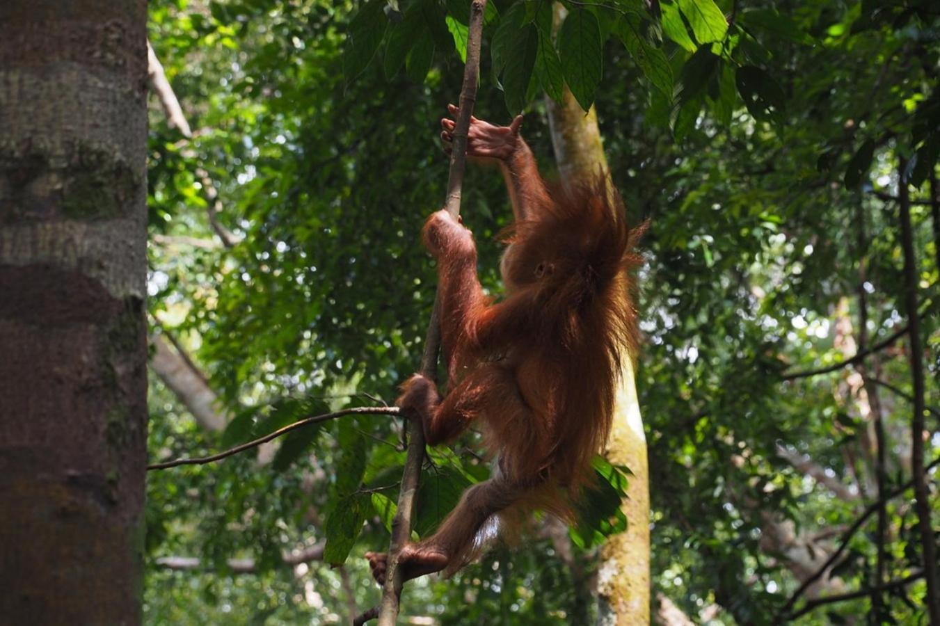 Thejungleguide - Lodges & Treks Bukit Lawang Zewnętrze zdjęcie