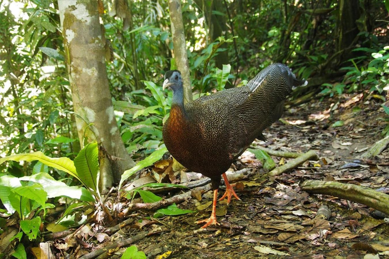 Thejungleguide - Lodges & Treks Bukit Lawang Zewnętrze zdjęcie