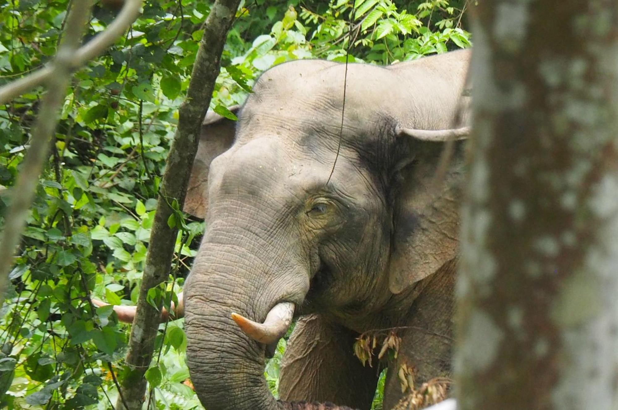 Thejungleguide - Lodges & Treks Bukit Lawang Zewnętrze zdjęcie